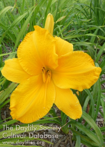 Daylily Airmen of the Wild Hare